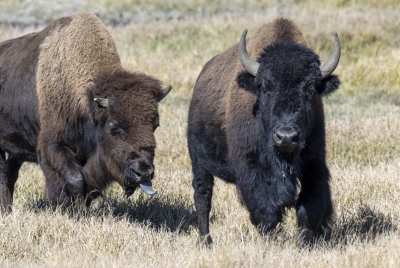 Buffalo Yellowstone NP Sept 2024